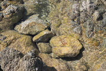 Rochers et algues marines