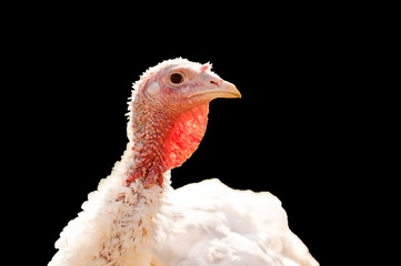 Domestic turkey close-up portrait isolated on black background. Funny female turkey face as symbol of Thanksgiving. Cute farm bird head with white feathers. Keeping husbandry and livestock conception