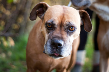 close up of a funny face of a female brown dog with her tiny tongue out. outdoor background. Animal head close up shot.