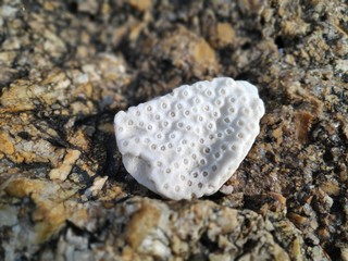 Coral on the beach