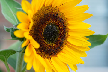 Obraz premium Sunflower in the city 00