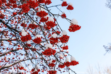 Frozen red berries of rowan on background of sky . Winter. Copy space.