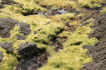 Rochers et algues marines