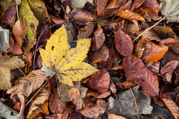 Closeup of autumnal leaves on the floor on the forest