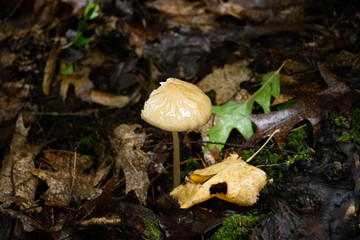 Fungi 003