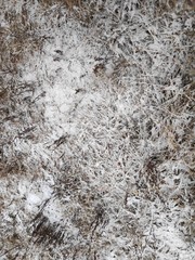 Abstract grass background