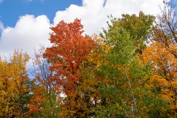 Naklejka premium Autumn 001