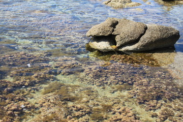 Rochers et algues marines