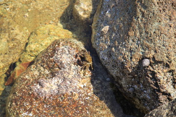 Rochers et algues marines