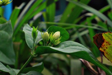flower in the garden