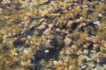 Rochers et algues marines