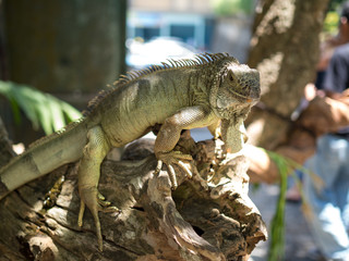 Indonesia, november 2019: Green iguana on tree branch in the Bali park of reptilies