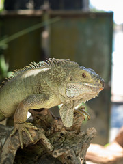 Indonesia, november 2019: Green iguana on tree branch in the Bali park of reptilies