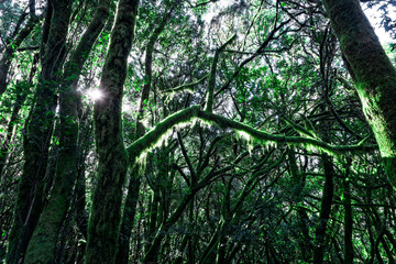 Obraz premium Forest in the national park Garajonay on La Gomera