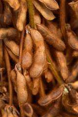 Harvested soybean straws and pods bundled