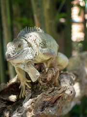 Indonesia, november 2019: Green iguana on tree branch in the Bali park of reptilies