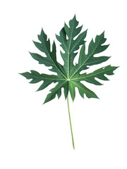 papaya leaf  on white background.
