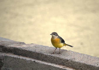 bird out of his dwelling