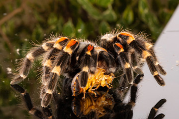 Tarantula