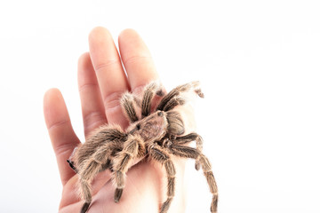Tarantula