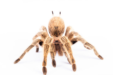 Tarantula