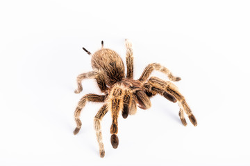Tarantula