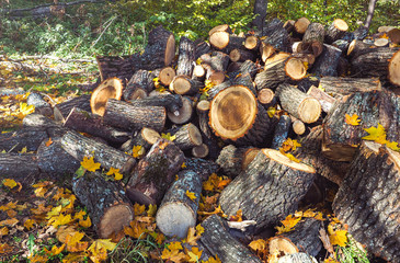 Ecology concept forest protection about cutting trees