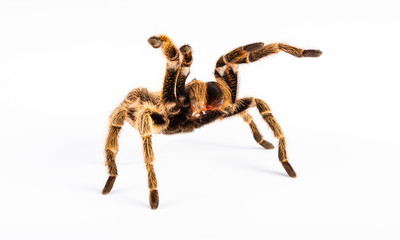 Tarantula