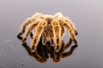 Tarantula
