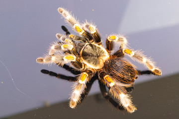 Tarantula