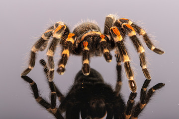 Tarantula