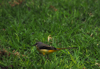 bird out of his dwelling