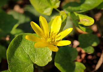 die schöne gelbe Blüte eine Pflanze auf einer Wiese