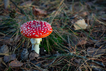 red fly agaric mushroom in the forest.