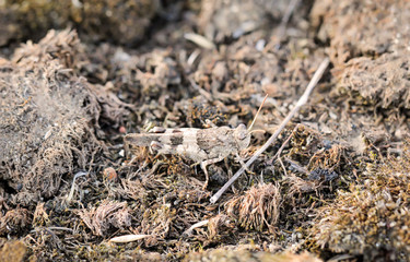 ein bräunlicher Grashüpfer versteckt in seiner natürlichen Umgebung