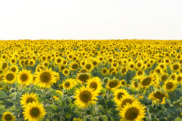 Yellow field of flowers of sunflowers against a light, almost white sky