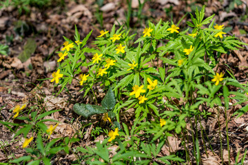Plant Anemone ranunculoides (yellow or buttercup anemone) blooming in April in spring