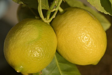 Citron jaune