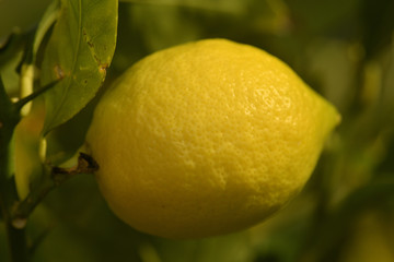 Citron jaune