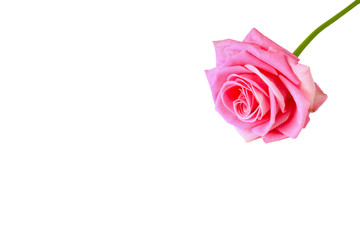 Pink rose. Isolated on a white background. Close-up.