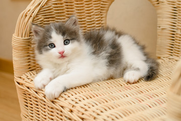 Fototapeta na wymiar cute little sulfur kitten lies on a wicker wooden chair
