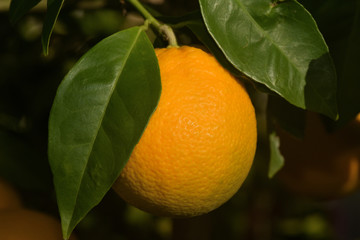 Orange biologique