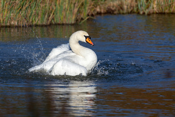 Obraz premium Mute Swan (Cygnus olor)