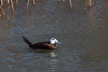 Fototapeta premium White-headed Duck (Oxyura leucocephala)