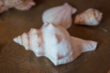 Seashells background texture. Seashell isolated on brown background .Natural seashell macro texture.