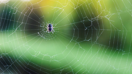 wildlife, a spider sits in the center of the web it has woven on a green background