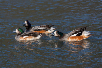 Chiloe Wigeon (anas sibilatrix)