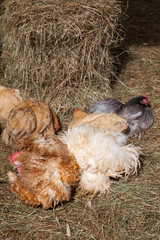 Cluster of chickens