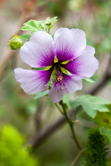 Azalea White flower, with purple center