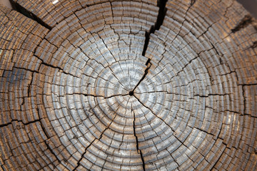 Close-up dried out and cracked tree trunk